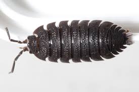 Attēlu rezultāti vaicājumam “Porcellio scaber”