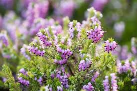 Attēlu rezultāti vaicājumam “Erica x darleyensis”