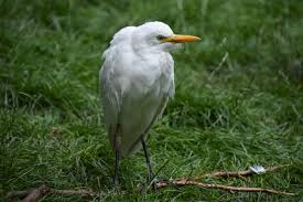 Attēlu rezultāti vaicājumam “Bubulcus ibis”