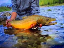 Image result for Salvelinus confluentus