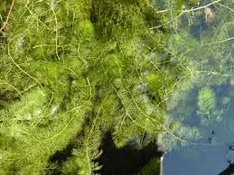 Attēlu rezultāti vaicājumam “Utricularia vulgaris leaf”