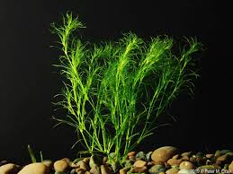 Attēlu rezultāti vaicājumam “Najas flexilis leaf”