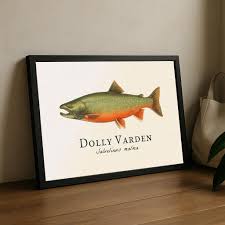 Image result for Salvelinus malma