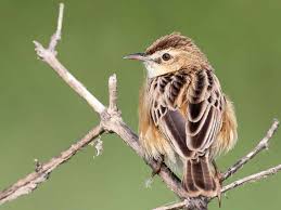 Image result for Cisticola juncidis