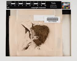 Attēlu rezultāti vaicājumam “Harpanthus scutatus”