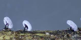 Attēlu rezultāti vaicājumam “Didymium clavus”