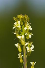 Attēlu rezultāti vaicājumam “Arabis glabra”