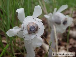 Image result for ギンリョウソウ