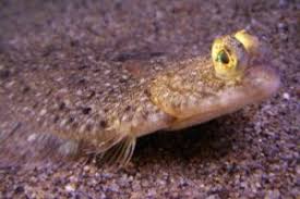Image result for Pseudopleuronectes americanus