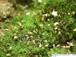 Attēlu rezultāti vaicājumam “Seligeria pusilla”