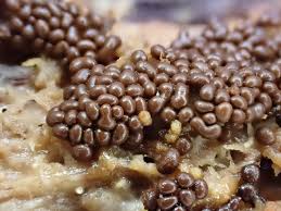 Attēlu rezultāti vaicājumam “Trichia contorta sessile”