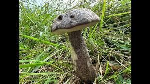 Attēlu rezultāti vaicājumam “Leccinum melaneum”