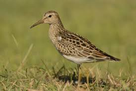 Image result for Calidris melanotos