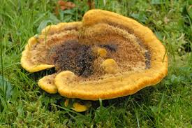 Attēlu rezultāti vaicājumam “Gloeophyllum odoratum”