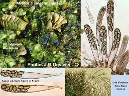 Attēlu rezultāti vaicājumam “Mniaecia jungermanniae”