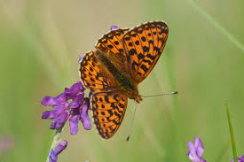 Attēlu rezultāti vaicājumam “Clossiana euphrosyne upperside”