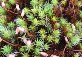Attēlu rezultāti vaicājumam “Polytrichum piliferum sporophyte”