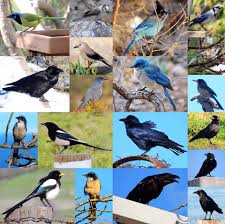 Attēlu rezultāti vaicājumam “Corvidae”