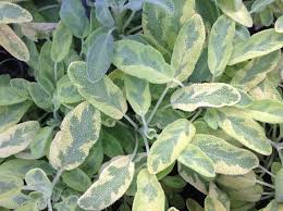 Image result for Salvia officinalis