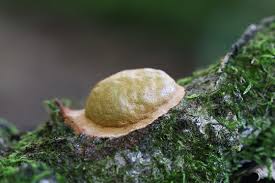 Attēlu rezultāti vaicājumam “Fuligo leviderma macro”