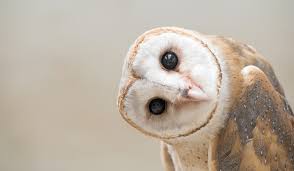 Image result for Hippolais olivetorum