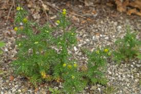 Attēlu rezultāti vaicājumam “Matricaria discoidea”