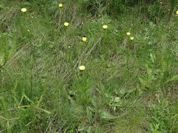 Attēlu rezultāti vaicājumam “Hypochaeris maculata”