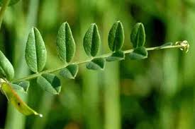 Attēlu rezultāti vaicājumam “Vicia sepium fruit”