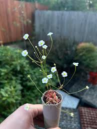 Attēlu rezultāti vaicājumam “Androsace septentrionalis fruit”