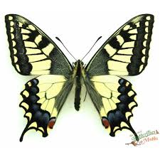 Attēlu rezultāti vaicājumam “Papilio machaon underside”
