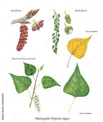 Attēlu rezultāti vaicājumam “Populus nigra leaf”