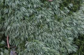 Attēlu rezultāti vaicājumam “Leucobryum juniperoideum”