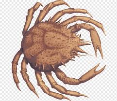 Image result for Lithodes maja