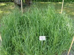 Attēlu rezultāti vaicājumam “Helictotrichon pubescens”