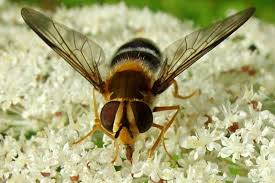 Attēlu rezultāti vaicājumam “Leucozona glaucia”