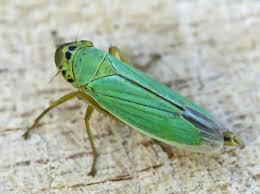 Attēlu rezultāti vaicājumam “Cicadella viridis”