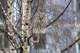 Attēlu rezultāti vaicājumam “Strix uralensis”