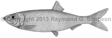 Image result for Clupea harengus