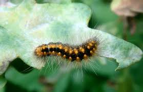 Attēlu rezultāti vaicājumam “Acronicta auricoma larva”