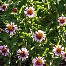 Image result for Echinacea angustifolia