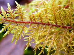 Attēlu rezultāti vaicājumam “Hylocomium splendens”