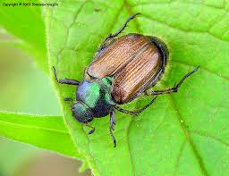 Attēlu rezultāti vaicājumam “Phyllopertha horticola”