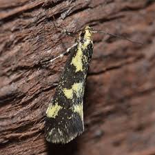 Attēlu rezultāti vaicājumam “Denisia similella”