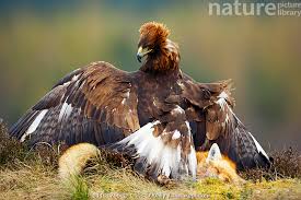 Attēlu rezultāti vaicājumam “Aquila chrysaetos adult”