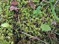 Attēlu rezultāti vaicājumam “Rhytidiadelphus triquetrus”