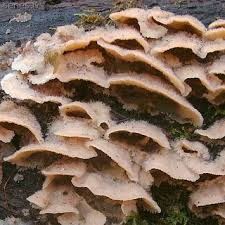 Attēlu rezultāti vaicājumam “Phlebia serialis”