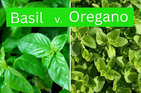 Image result for Oregano