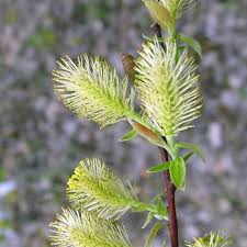 Attēlu rezultāti vaicājumam “Salix x doniana flower”