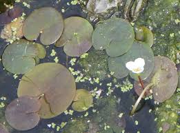 Attēlu rezultāti vaicājumam “Hydrocharis morsus-ranae flower”