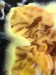 Attēlu rezultāti vaicājumam “Pseudomerulius aureus”